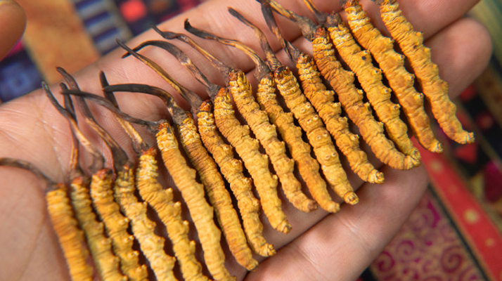 冬蟲(chóng)夏草一克有多少條