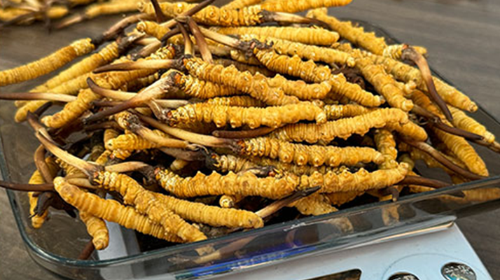 鮮活冬蟲夏草怎樣保存