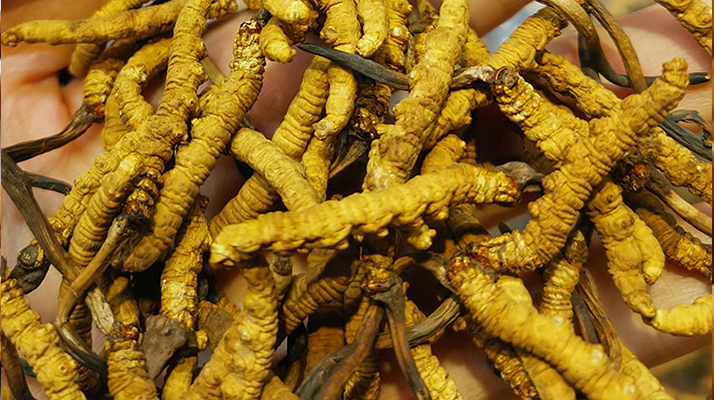 冬蟲(chóng)夏草和內(nèi)地蟲(chóng)草區(qū)別