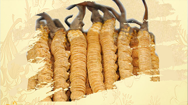 <a href=http://www.jasw8.com/ target=_blank class=infotextkey>冬蟲夏草</a>夏天如何保存