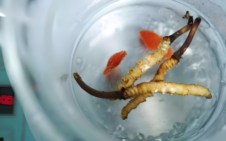 冬蟲夏草一天長(zhǎng)多少株正常？揭開“靈芝之王”的成長(zhǎng)秘密