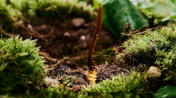 正宗那曲<a href=http://www.jasw8.com/xinxian/ target=_blank class=infotextkey>新<a href=http://www.jasw8.com/xinxian/ target=_blank class=infotextkey>鮮冬蟲(chóng)夏草價(jià)格</a></a>