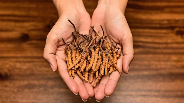 冬蟲夏草一般都長在哪里