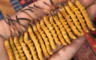 沈陽哪里有賣冬蟲夏草的