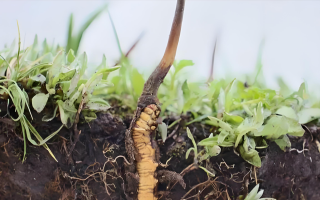 為什么是冬蟲夏草真菌