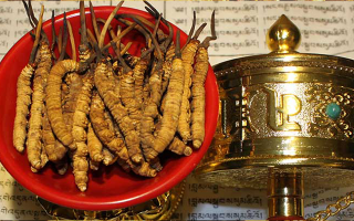 冬蟲夏草多久有效果