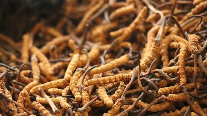 冬蟲(chóng)夏草服用的五個(gè)常見(jiàn)誤區(qū)，很多人都中招了！