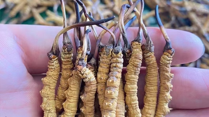 一盒冬蟲夏草多少錢？從規(guī)格到定位的價格解析