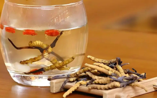 冬蟲夏草與枸杞能一起泡酒嗎？科學(xué)搭配與飲用指南