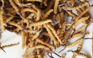 野生冬蟲夏草價格揭秘：多因素交織下的市場行情