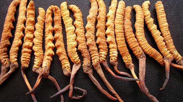 深圳冬蟲(chóng)夏草價(jià)格指南：一克多少錢？