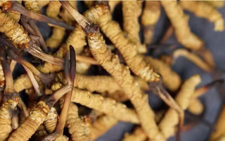 鹿茸和冬蟲夏草，誰更 “值錢”？