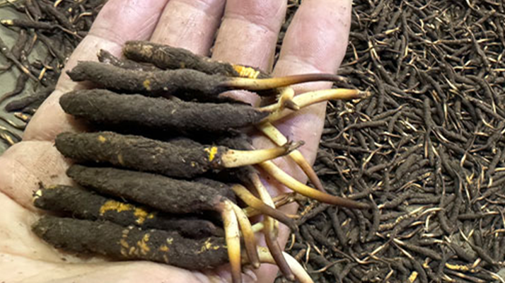 一天一根新鮮冬蟲夏草，這些功效藏不住