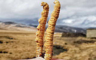 冬蟲夏草干了之后什么樣？從外觀到特性全解析