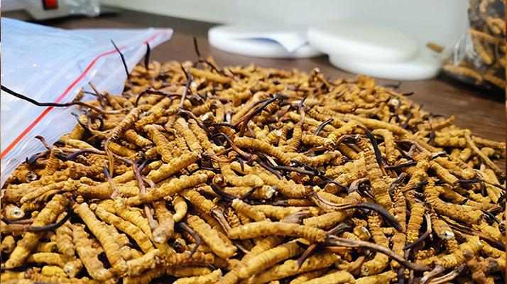 冬蟲夏草：泡水喝還是煮一下？兩種食用方式的全面對比