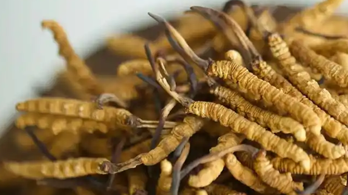 野生<a href=http://www.jasw8.com/jiage/ target=_blank class=infotextkey>冬蟲夏草價(jià)格</a>探秘：多因素交織下的市場(chǎng)行情