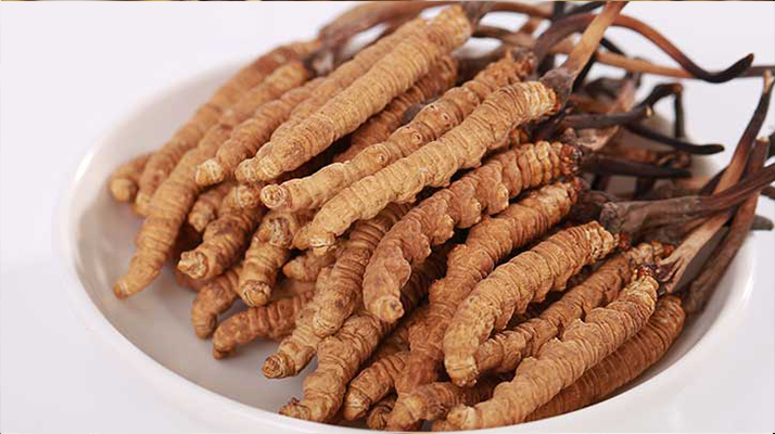 新鮮冬蟲夏草能煮水喝嗎？答案與正確方法都在這