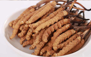 新鮮冬蟲夏草能煮水喝嗎？答案與正確方法都在這