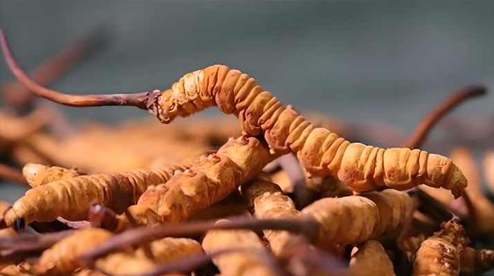 冬蟲夏草泡酒全攻略：所需材料、選材標(biāo)準(zhǔn)與準(zhǔn)備指南