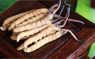 長(zhǎng)期干咳如何吃冬蟲(chóng)夏草：潤(rùn)肺止咳的科學(xué)食用指南