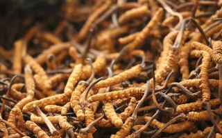 冬蟲夏草一條多少錢？單條價(jià)格的計(jì)算邏輯與實(shí)際范圍