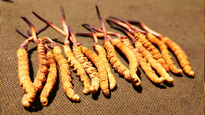 抖音上的冬蟲(chóng)夏草能買(mǎi)嗎？謹(jǐn)慎抉擇，理性消費(fèi)