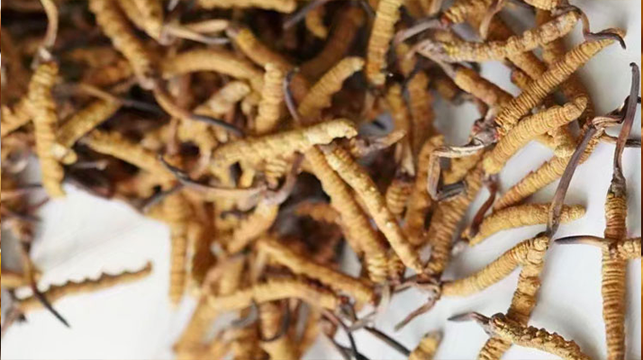 冬蟲夏草一斤多少元一根？多因素交織下的價(jià)格探秘