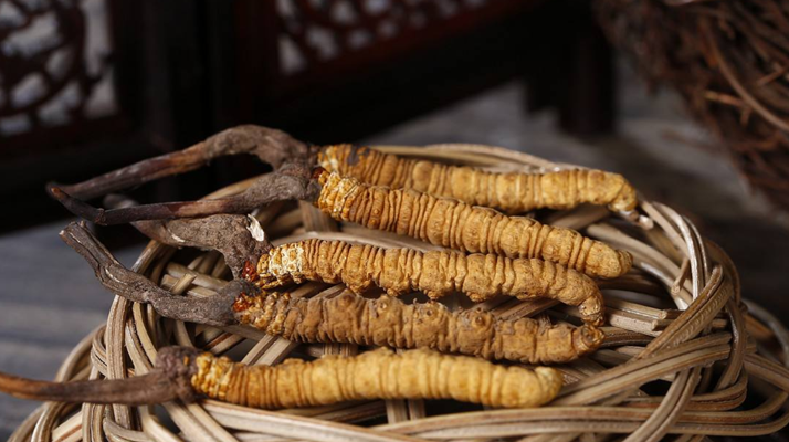 冬蟲夏草煲湯怎么煲好喝？營(yíng)養(yǎng)與口感雙優(yōu)的實(shí)用指南