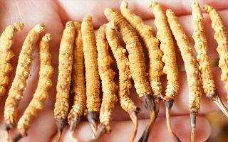 長時間喝冬蟲夏草好嗎？科學視角下的利弊與飲用指南