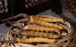 冬蟲夏草煲湯怎么煲好喝？營(yíng)養(yǎng)與口感雙優(yōu)的實(shí)用指南