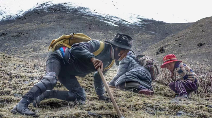 野生冬蟲夏草產(chǎn)地在哪里？核心產(chǎn)區(qū)與品質(zhì)特點(diǎn)解析