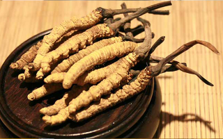 剛挖采的冬蟲夏草怎么辦？科學(xué)處理與儲(chǔ)存指南