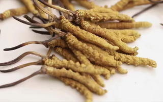 蟲草花與冬蟲夏草價(jià)格之比較?