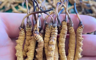 冬蟲夏草怎么辨別真假？6 個實用鑒別方法