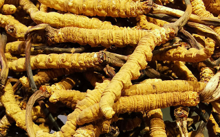 新鮮冬蟲夏草一克多少錢？價格影響因素全解析