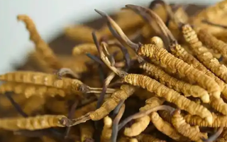 解密 “大個(gè)頭” 冬蟲夏草：何為優(yōu)質(zhì)大蟲草，價(jià)值何在？