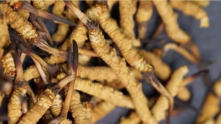 一茶杯水泡幾根冬蟲(chóng)夏草？這份沖泡指南請(qǐng)收好