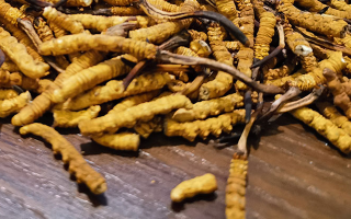 鮮冬蟲夏草并非 “制作” 而成！揭秘其天然形成與核心特性