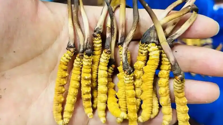 鮮冬蟲(chóng)夏草一次放幾克