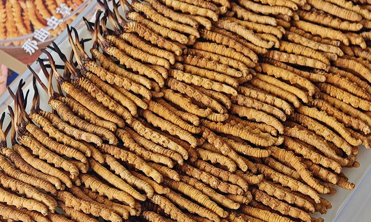 斷的冬蟲夏草：效果是否打折？科學(xué)解讀與實用建議