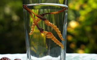 鎖陽冬蟲夏草泡酒：配伍原理、制作方法與飲用規(guī)范