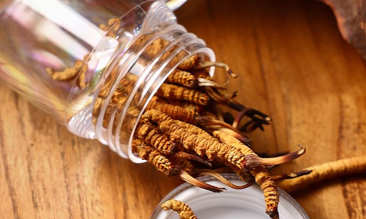 <a href=http://www.jasw8.com/jiage/ target=_blank class=infotextkey>冬蟲(chóng)夏草多少錢</a>一條