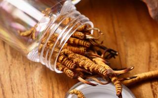 冬蟲(chóng)夏草多少錢一條？2025 年單條價(jià)格換算與選購(gòu)攻略