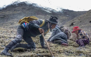 西藏哪些地方是冬蟲夏草產(chǎn)地？核心產(chǎn)區(qū)與品質(zhì)特點(diǎn)解析