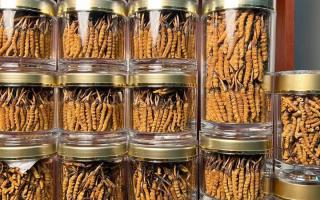 正宗冬蟲夏草能 “治” 哪些病？科學(xué)認(rèn)知其輔助調(diào)理作用