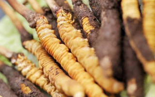 鮮冬蟲夏草哪里產(chǎn)地好些？三大黃金產(chǎn)區(qū)品質(zhì)解析