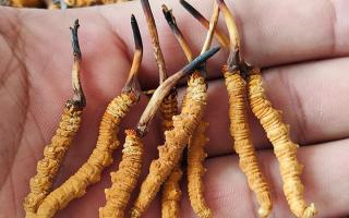 冬蟲夏草頭期凍干蟲草：解鎖滋補(bǔ)新方式，這些優(yōu)勢(shì)你該知道