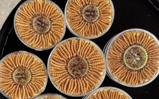 什么白酒適合泡冬蟲(chóng)夏草？4 大標(biāo)準(zhǔn) + 泡制指南