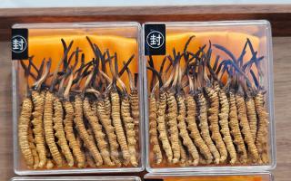 冬蟲夏草現(xiàn)在多少錢一克？2025 年克價揭秘，差價達(dá) 5 倍