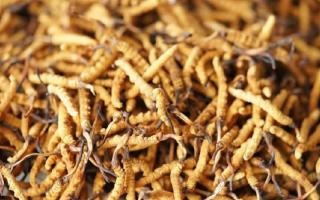 四級冬蟲夏草一克多少根？根數背后的等級與價值邏輯